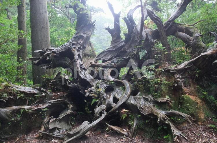 屋久島の倒木 日本,鹿児島県,屋久島の写真素材