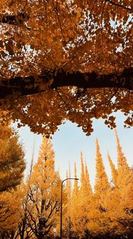 銀杏並木 秋,風景,背景の写真素材