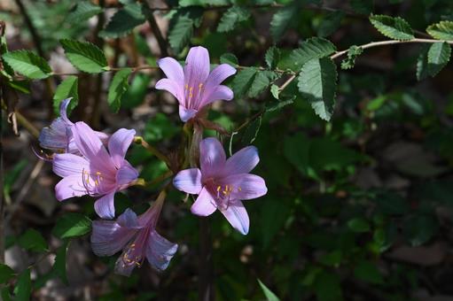 リコリス・プレンゲリーを撮りました リコリス・プレンゲリーを撮りましたの写真