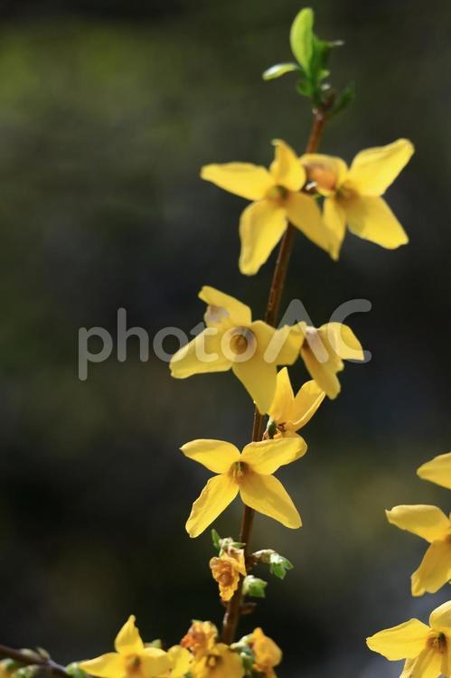 黄金色の花が爆発するように咲く レンギョウ,花,モクセイ科の写真素材