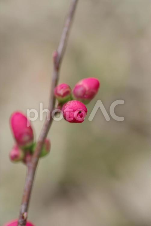 東京港区赤坂5丁目のクサボケ クサボケ,つぼみ,赤坂の写真素材