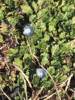 Flower Flowerの写真