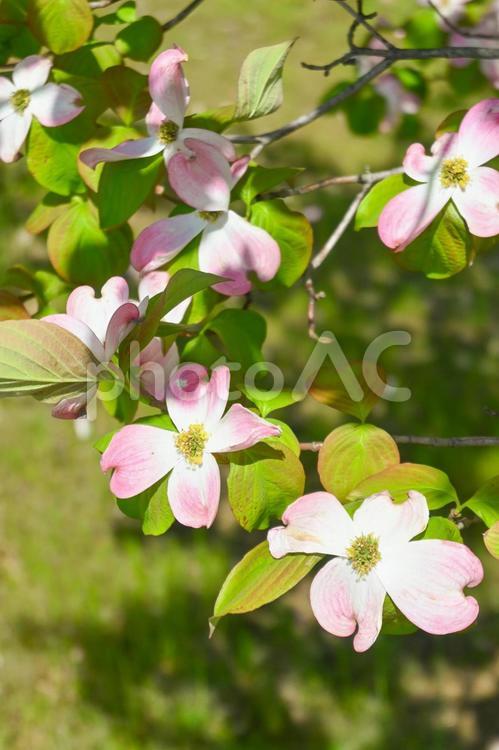 公園の樹 公園,樹,花の写真素材
