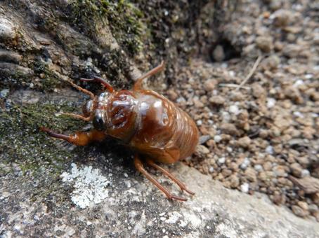 【昆虫写真】地上にでてきた蝉の幼虫 【昆虫写真】地上にでてきた蝉の幼虫の写真