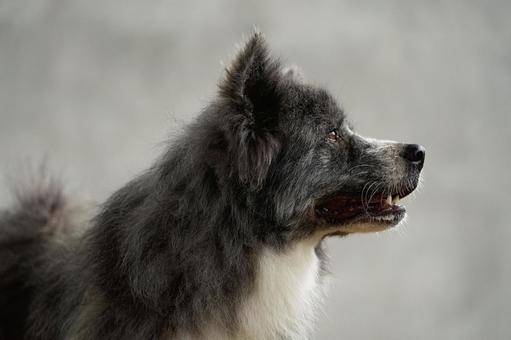 秋田犬のポートレート 犬,秋田犬,可愛い犬の写真素材