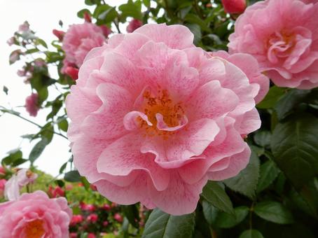 【薔薇の写真】バラの花  【薔薇の写真】バラの花 の写真