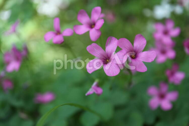 ひっそりと咲くカタバミの花 花,カタバミ,緑の写真素材