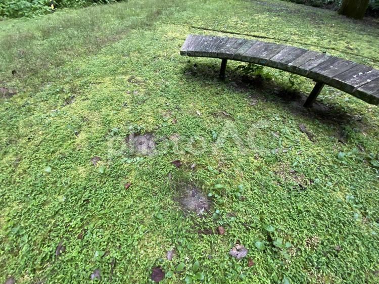 ここでお弁当一緒に食べませんか？ 草,グリーン,生えるの写真素材