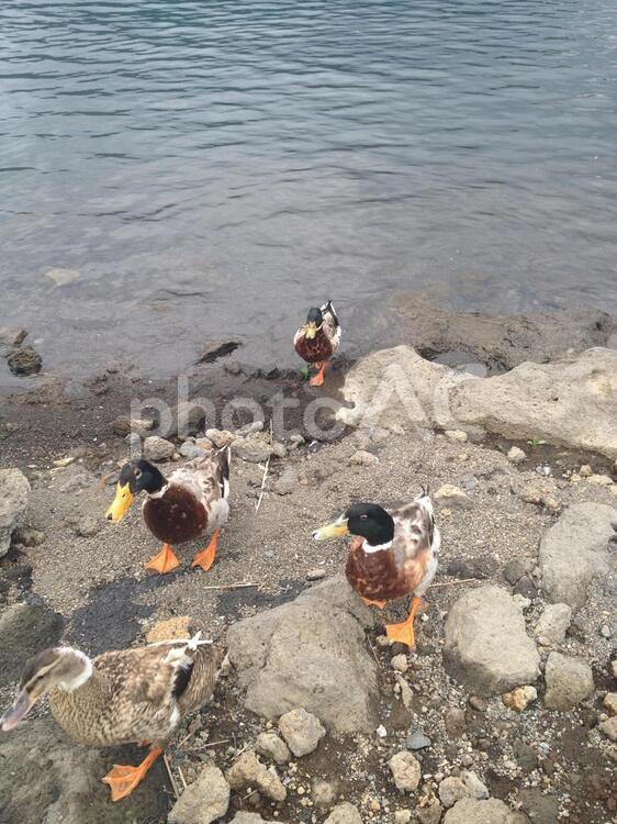 河口湖に生息する野生の鴨たち 鴨,河口湖,湖の写真素材