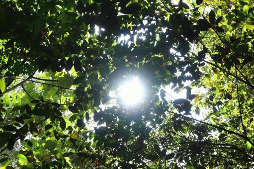 Photo, sunbeams leaves, sunny, woods, 