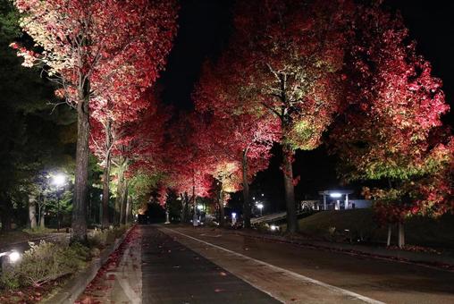 紅葉ライトアップ 紅葉ライトアップの写真
