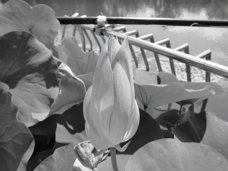 モノクロ写真のハスの蕾 モノクロ写真のハスの蕾の写真