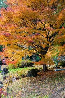黄金山神社⒀ 神社,黄金山神社,神社仏閣の写真素材
