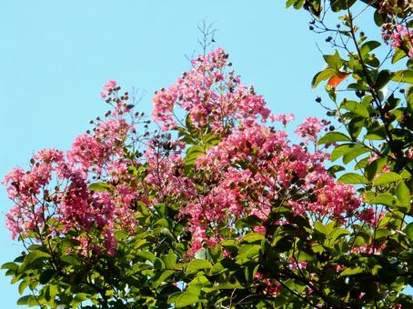 【花の写真】百日紅の花 【花の写真】百日紅の花の写真