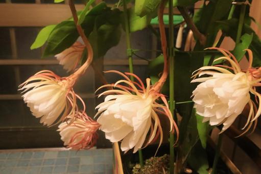 夜中に月花美人の開花始まる 月花美人,開花,珍しいの写真素材