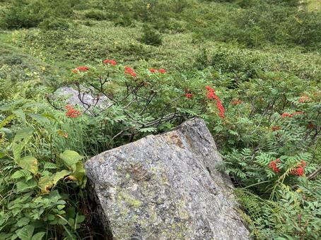 ナナカマドと石 ナナカマド,紅葉前,赤い実の写真素材