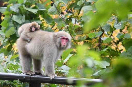 サルの親子 サルの親子,サル,親子の写真素材