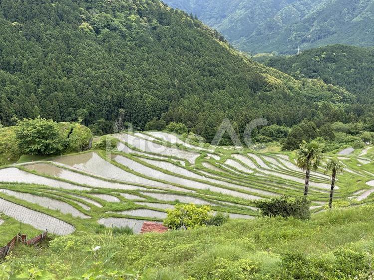 田植えの丸山千枚田　棚田 棚田百選,水田,水鏡の写真素材