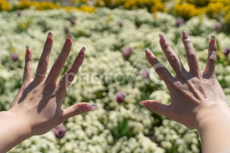 春の花畑に広げた両手③ 手,ネイル,花の写真素材