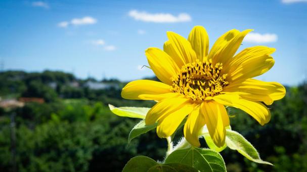 Summer image: Sunflowers blooming, blue sky and nature, JPG
