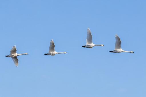 オオハクチョウ⑻ 鳥,オオハクチョウ,ハクチョウの写真素材