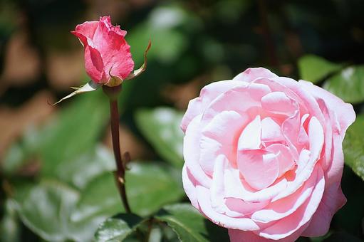 荒牧バラ園75　クイーン・エリザベス 兵庫県,荒牧バラ園,初夏の写真素材