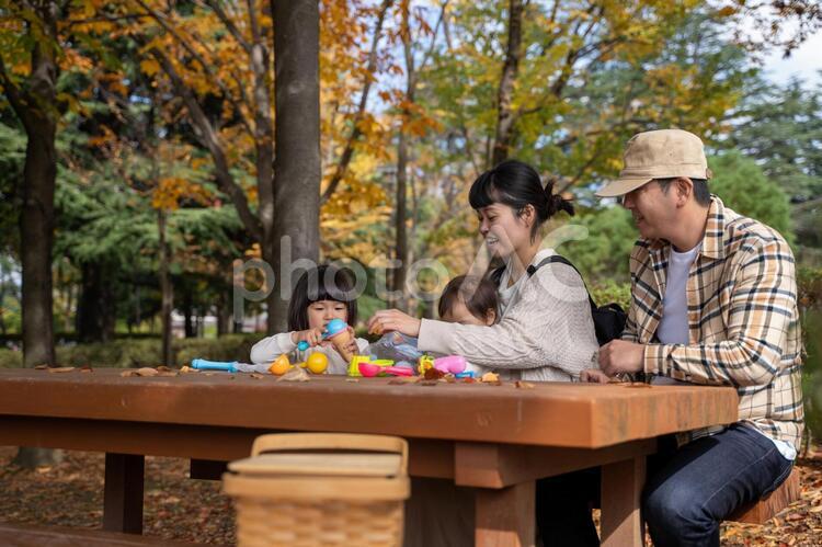 秋の公園で遊ぶ家族・ファミリー ピクニック,家族,子供の写真素材