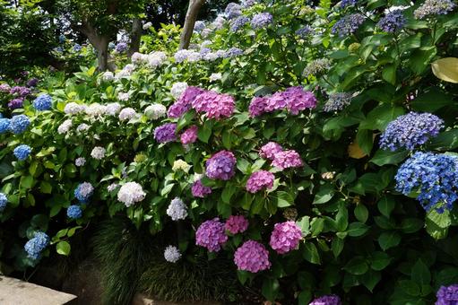 Colorful hydrangeas, JPG