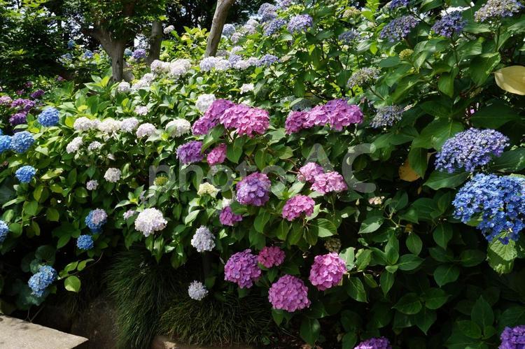 色とりどりの紫陽花 アジサイ,6月,花の写真素材
