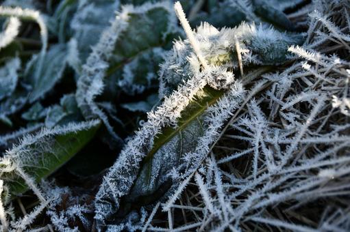 霜が降りた草のようす 冬,霜,氷の写真素材