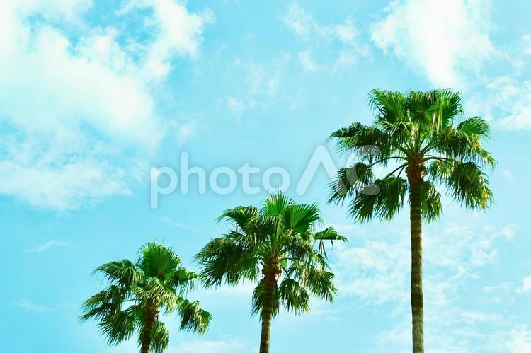 空と雲とヤシの木の夏イメージ・背景素材2 ヤシの木,夏空,青空の写真素材