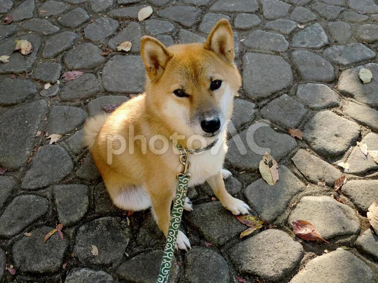 柴犬・見上げる 柴犬,柴,犬の写真素材