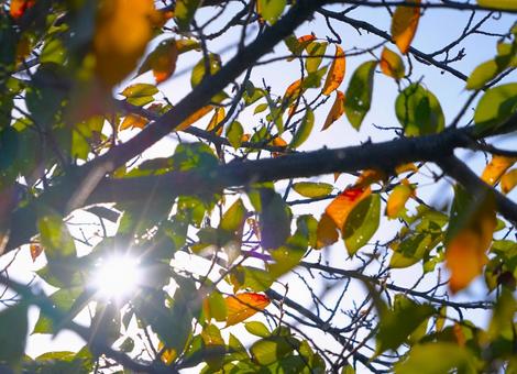 色づく木の葉② 色づく木の葉② 木の葉,日光,色づきの写真素材