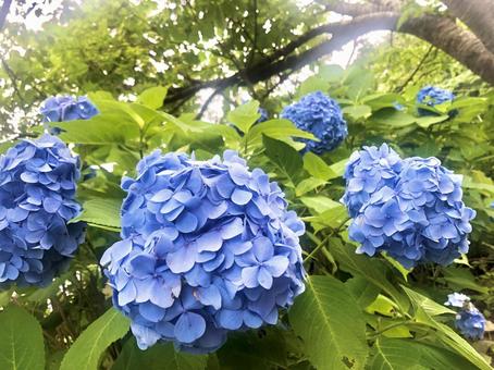 花 花 写真,花,旅行の写真素材