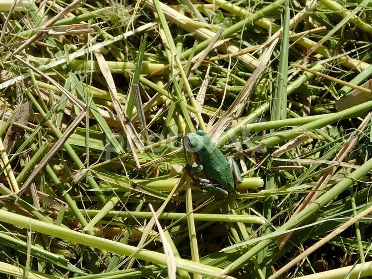 稲刈りで見つけたカエル カエル,稲刈り,田んぼの写真素材