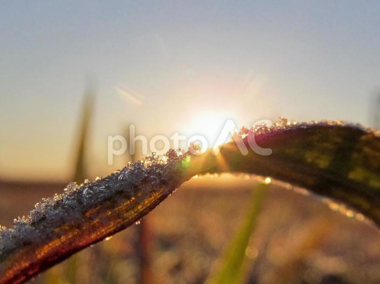 凍った水滴と朝日 水滴,氷,しずくの写真素材