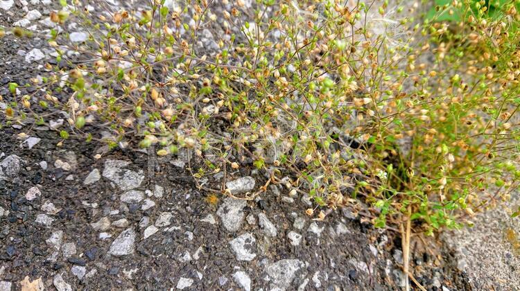 アスファルトに咲く 自然,葉,植物の写真素材
