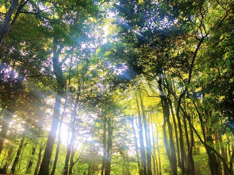 木漏れ日の森 風景,屋外で,晴れの写真素材