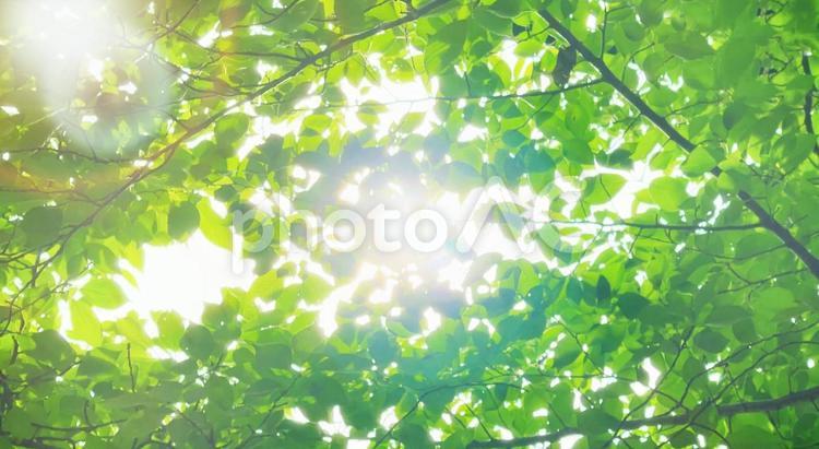 明るく癒しの森　新緑の木洩れ日 新緑,木漏れ日,緑の写真素材