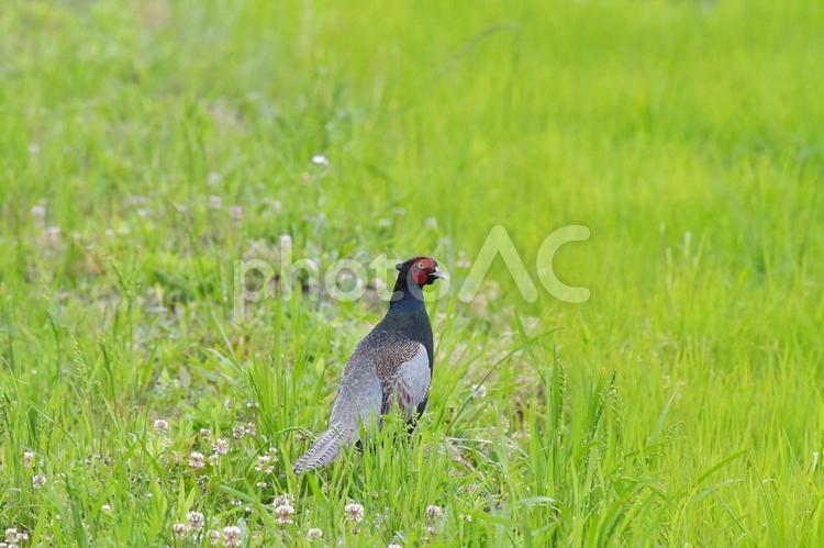 田んぼのキジ、オス 田んぼのキジ,キジ,鳥の写真素材