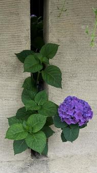 一輪の紫陽花 一輪の紫陽花の写真