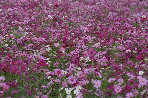 コスモス（安城市赤松町）の写真