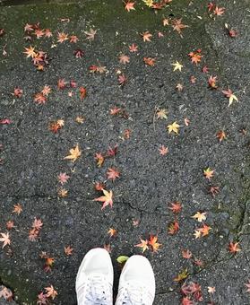雨上がりの散り紅葉を眺める 雨上がりの散り紅葉を眺めるの写真