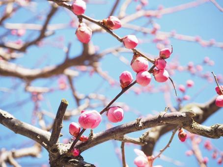 梅の蕾 梅の蕾 梅,つぼみ,春の写真素材