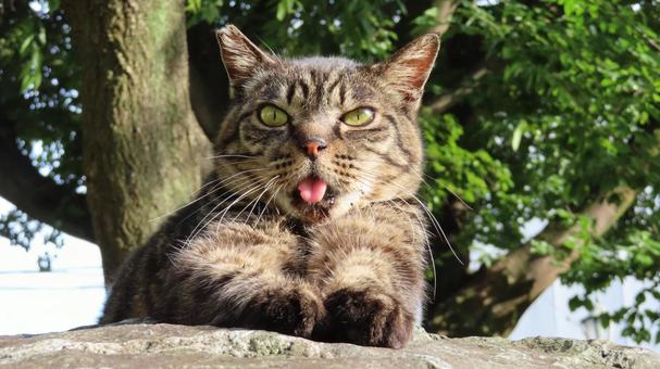 究極のあざとさを発揮するもふもふな猫様 猫,キジトラ,舌の写真素材