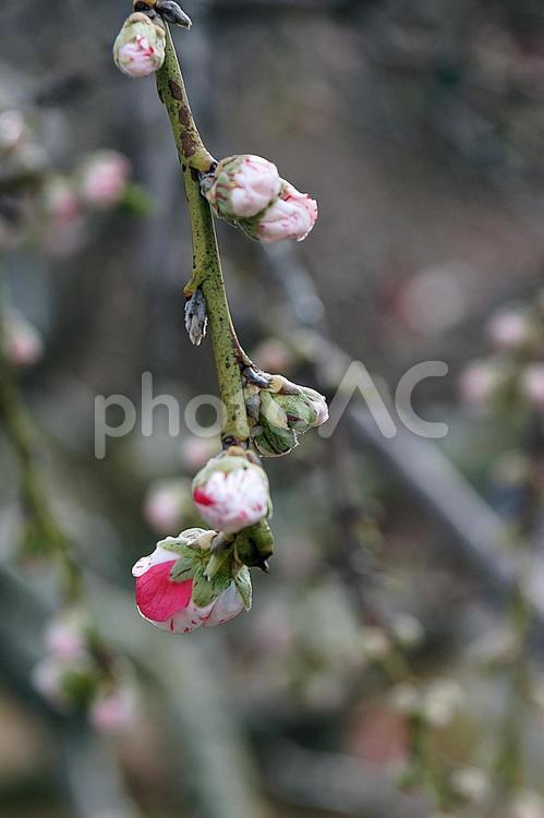 松帆の郷５　紅白梅の木 兵庫県,淡路市,岩屋の写真素材