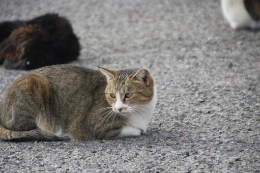 cat, JPG cat, JPG