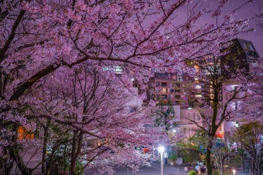 赤坂の桜と住宅街の夜景 桜,夜景,木の写真素材