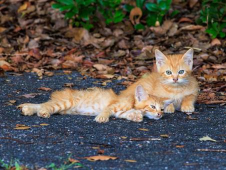 海の公園で育った子猫です。 海の公園で育った子猫です。の写真