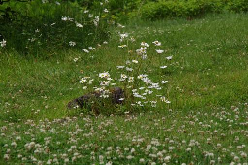 Photo, grassland, margaret, flower, 